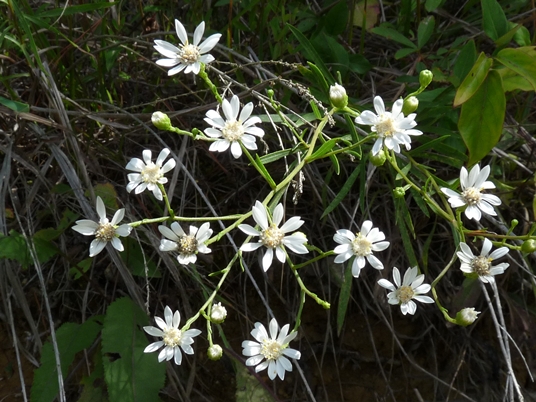 {Solidago ptarmicoides}